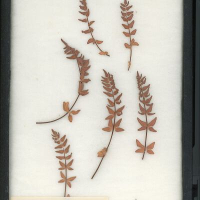 Plant Specimen, Mounted