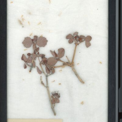 Plant Specimen, Mounted
