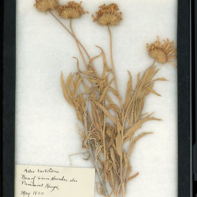 Plant Specimen, Mounted