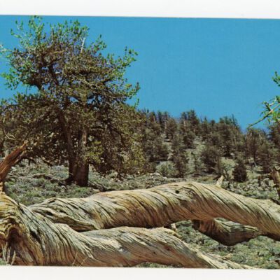 Print, Postcard