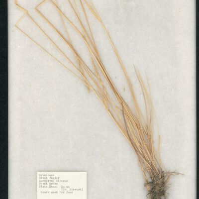 Plant Specimen, Mounted