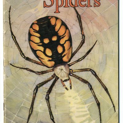 Spiders