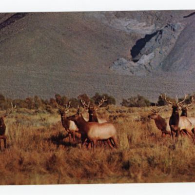 Print, Postcard