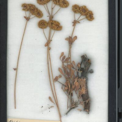 Plant Specimen, Mounted