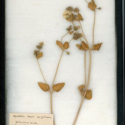Plant Specimen, Mounted