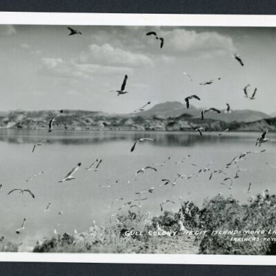 Print, Photographic