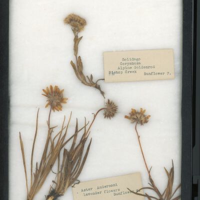Plant Specimen, Mounted