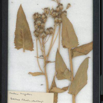 Plant Specimen, Mounted