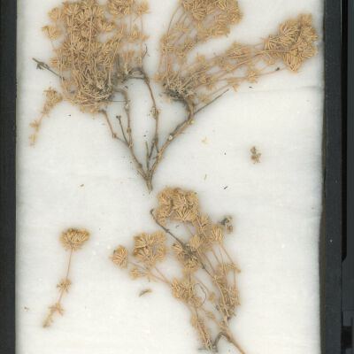 Plant Specimen, Mounted