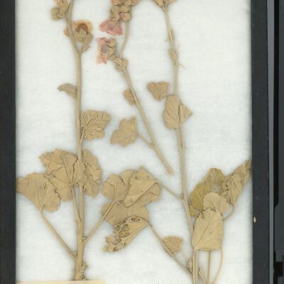 Plant Specimen, Mounted