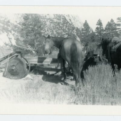 Print, Photographic
