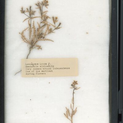 Plant Specimen, Mounted