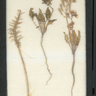 Plant Specimen, Mounted