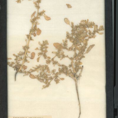 Plant Specimen, Mounted