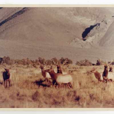 Print, Photographic