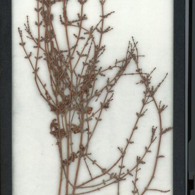 Plant Specimen, Mounted