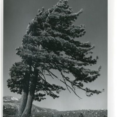 Print, Photographic