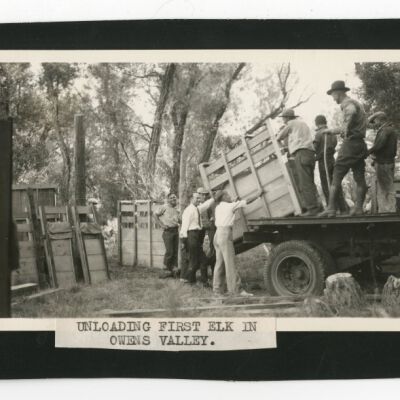 Unloading first elk in Owens Valley