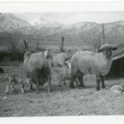 Print, Photographic