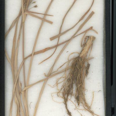 Plant Specimen, Mounted