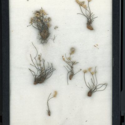 Plant Specimen, Mounted