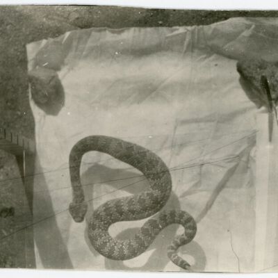 Print, Photographic