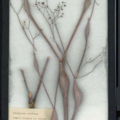 Plant Specimen, Mounted