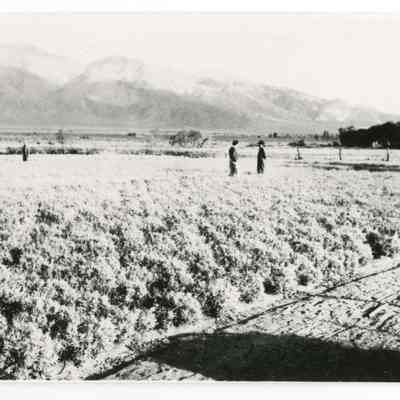 Guayule Field, Manzanar Relocation Center