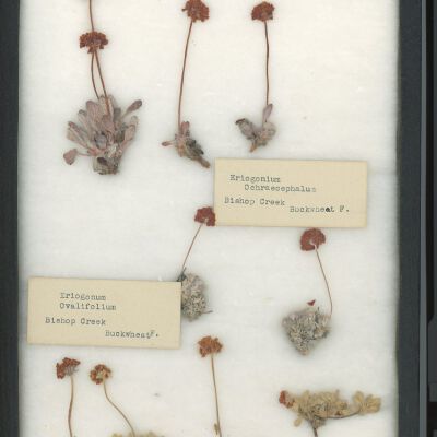 Plant Specimen, Mounted