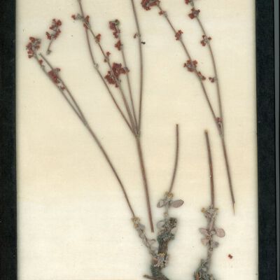 Plant Specimen, Mounted
