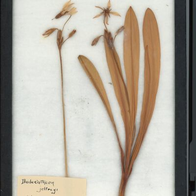 Plant Specimen, Mounted