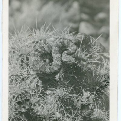 Print, Photographic