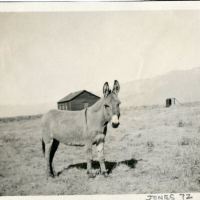 Print, Photographic