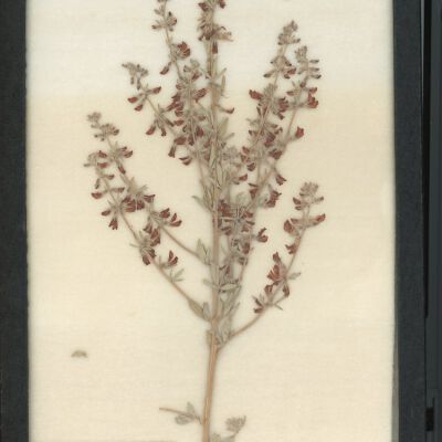 Plant Specimen, Mounted