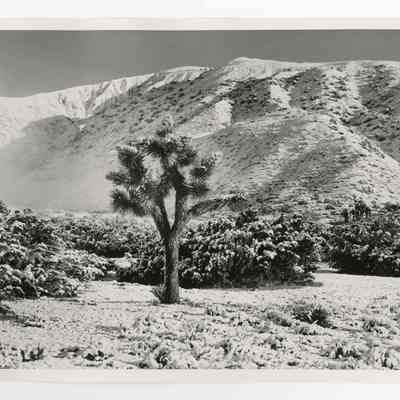 Print, Photographic
