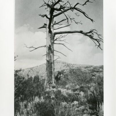 Convict Tree Convict Lake Near Bishop, Calif.