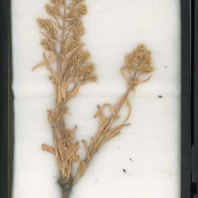 Plant Specimen, Mounted