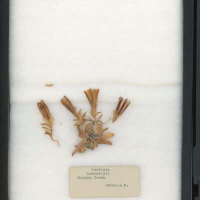 Plant Specimen, Mounted