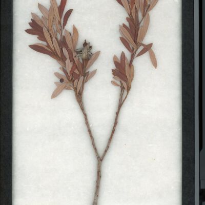 Plant Specimen, Mounted