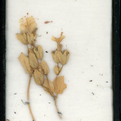 Plant Specimen, Mounted