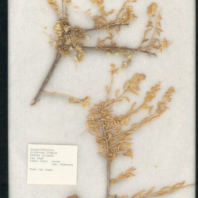 Plant Specimen, Mounted