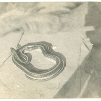 Print, Photographic