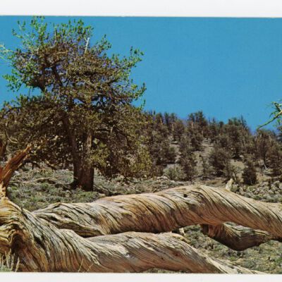 Postcard