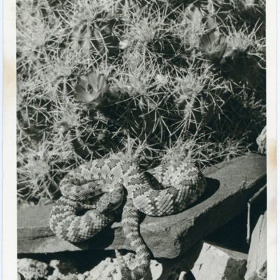 Print, Photographic