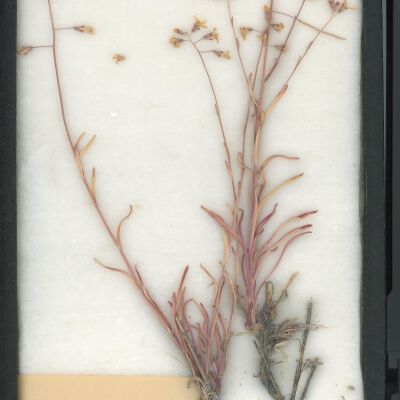 Plant Specimen, Mounted