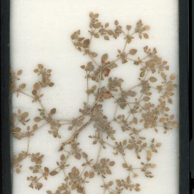 Plant Specimen, Mounted