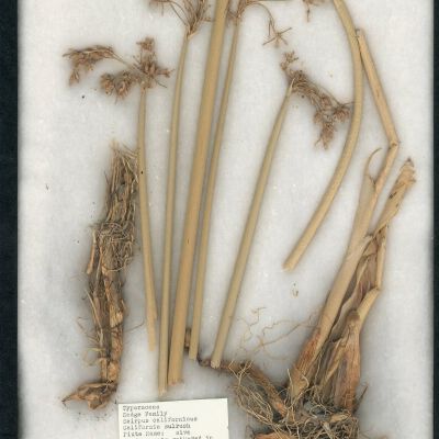Plant Specimen, Mounted