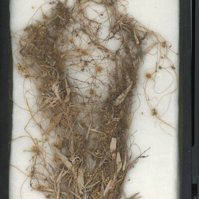 Plant Specimen, Mounted