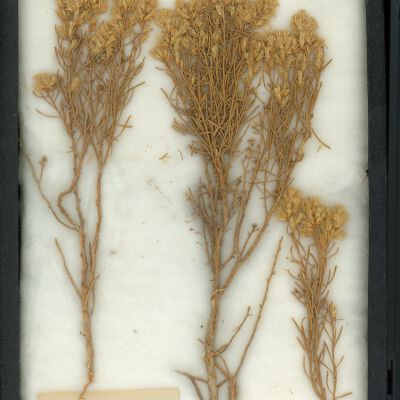 Plant Specimen, Mounted