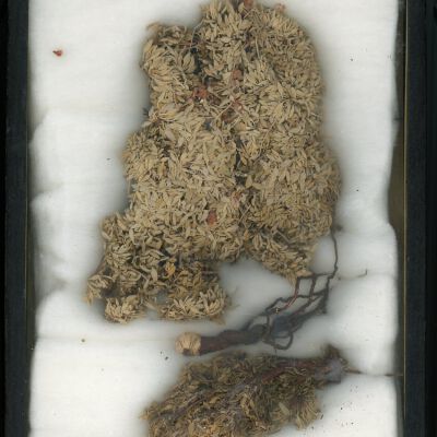 Plant Specimen, Mounted